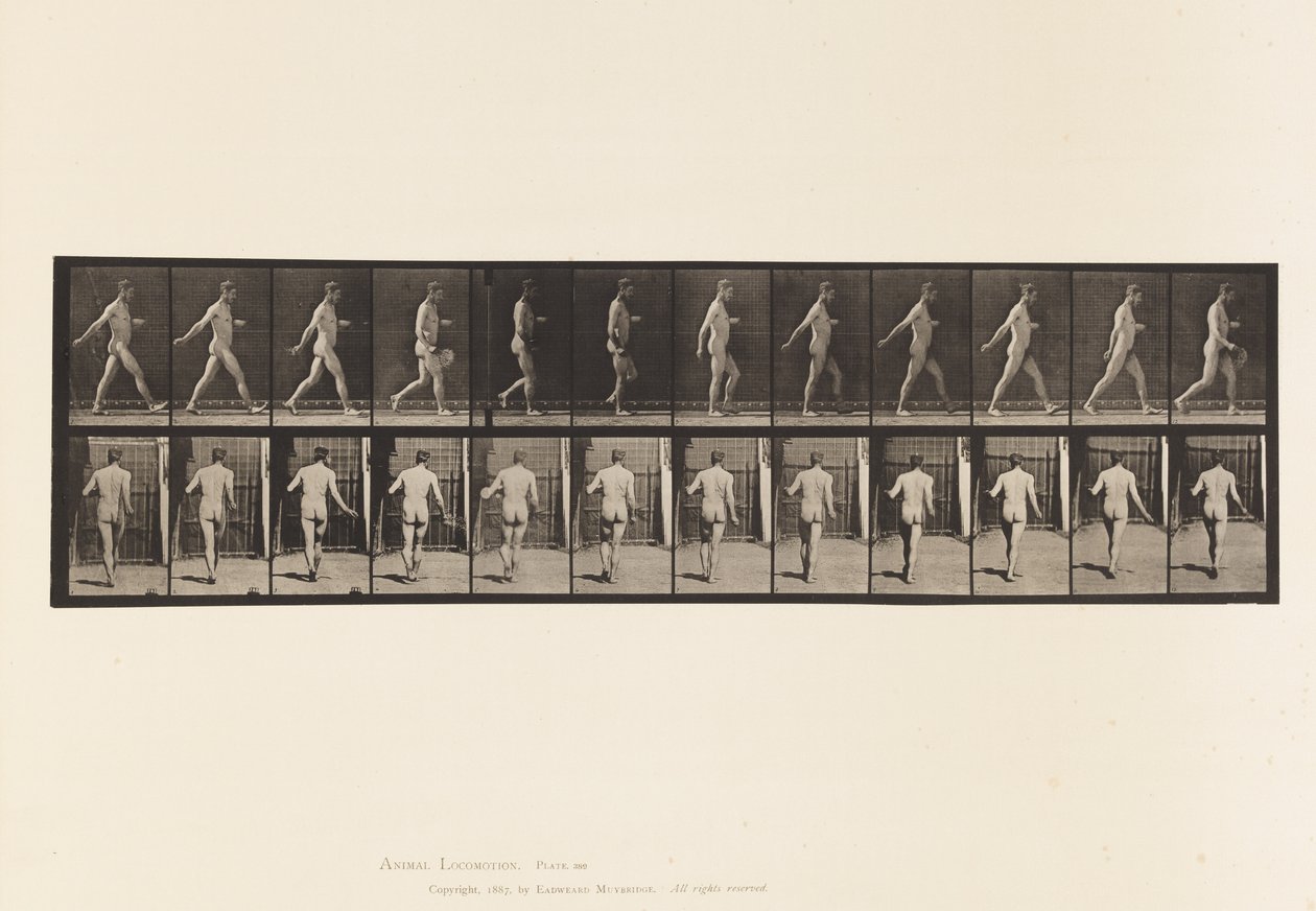 389. tábla Gazda, szórványmag, 1872-1885 alkotó: Eadweard Muybridge