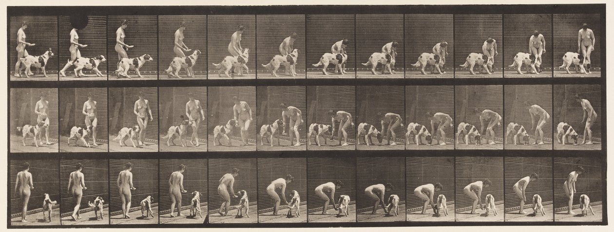 449. tábla. Kutyaetetés alkotó: Eadweard Muybridge