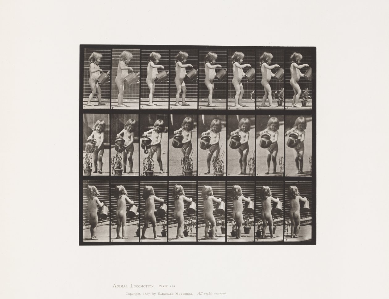 478. tábla. Gyermek, néhány virágot vízzel permetezve, 1885 alkotó: Eadweard Muybridge