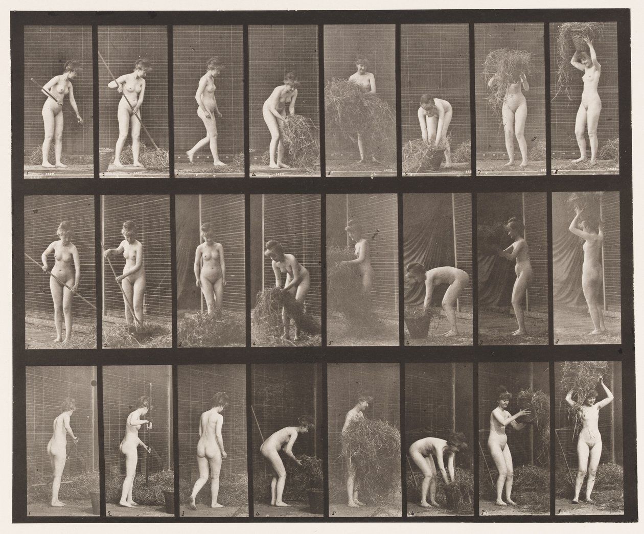 499. tábla Széna gereblyézése és pakolása, 1872-1885 alkotó: Eadweard Muybridge
