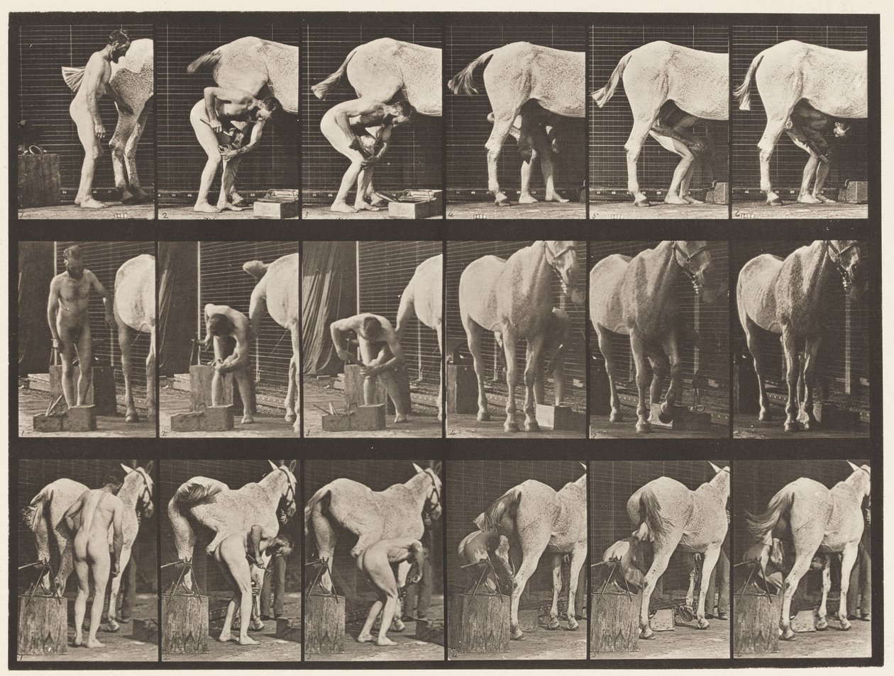 509. tábla. Lópatkolás alkotó: Eadweard Muybridge