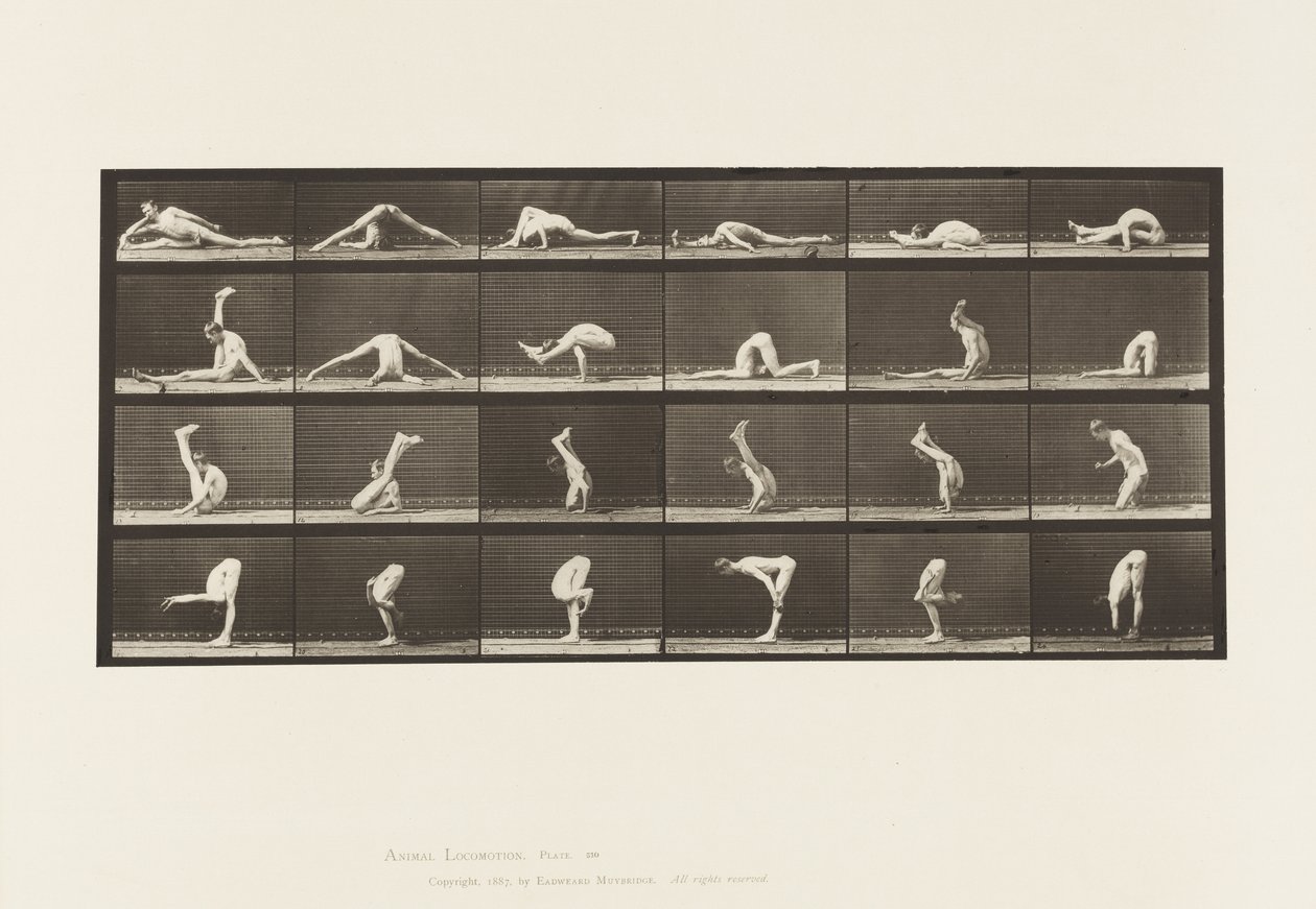 510. tábla. Kontorok a földön, 1872-1885 alkotó: Eadweard Muybridge