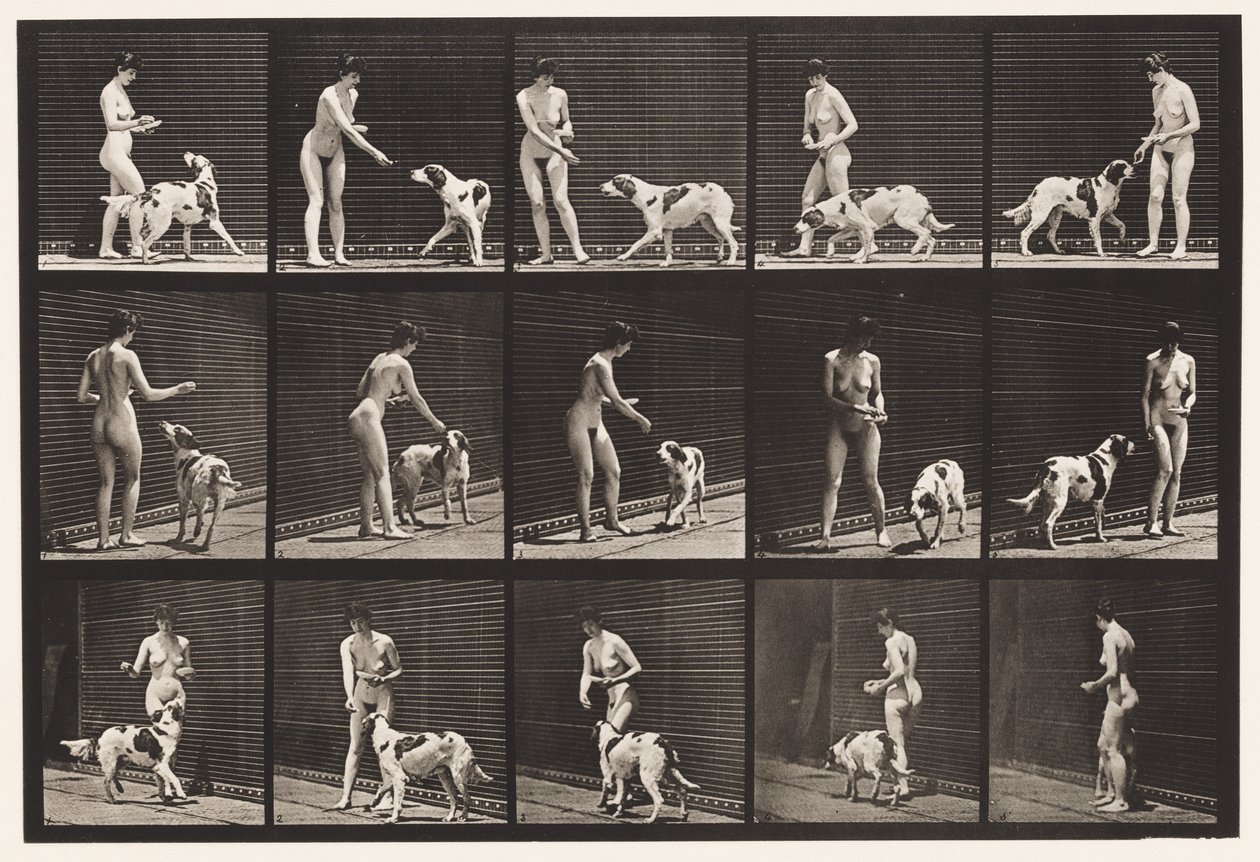 514. tábla. Kutyaetetés alkotó: Eadweard Muybridge