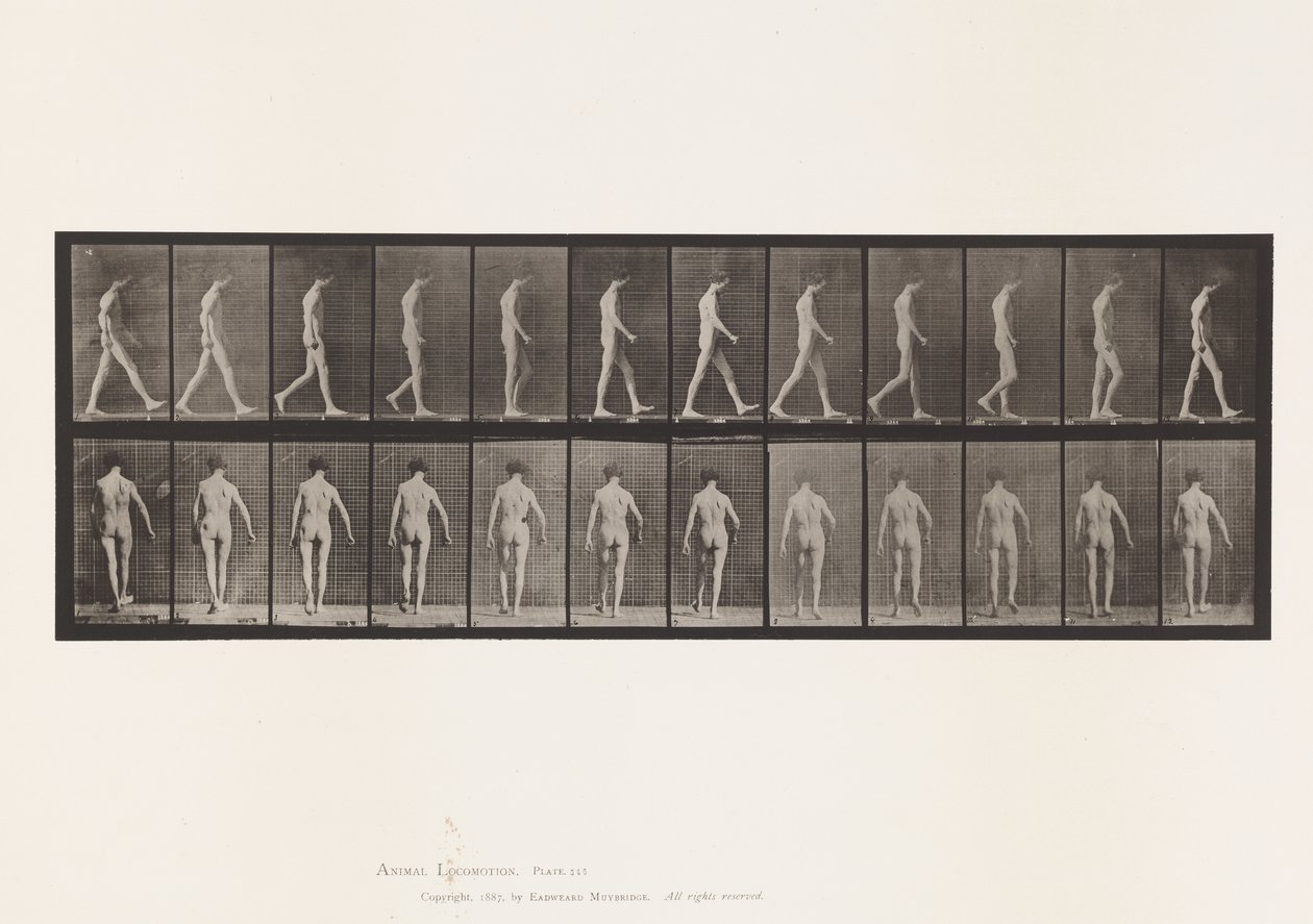 546. tábla.Mozgásszervi ataxia; Séta, 1885 alkotó: Eadweard Muybridge