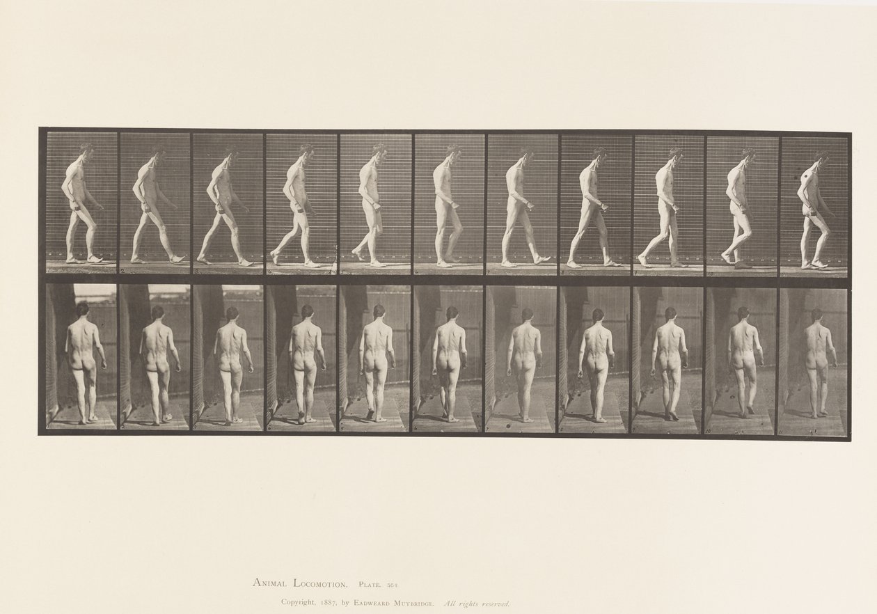 554. tábla.Mozgásszervi ataxia; Séta, 1885 alkotó: Eadweard Muybridge