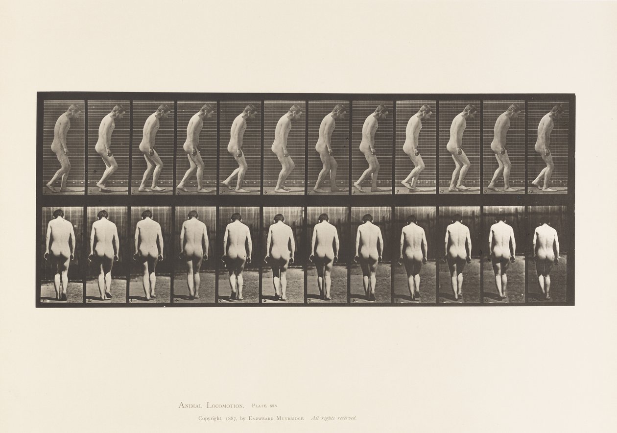 558. tábla.Paraplégia; Részleges; Séta, 1885 alkotó: Eadweard Muybridge