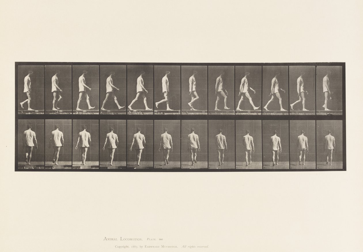 560. tábla.Mozgásszervi ataxia; Séta, 1885 alkotó: Eadweard Muybridge