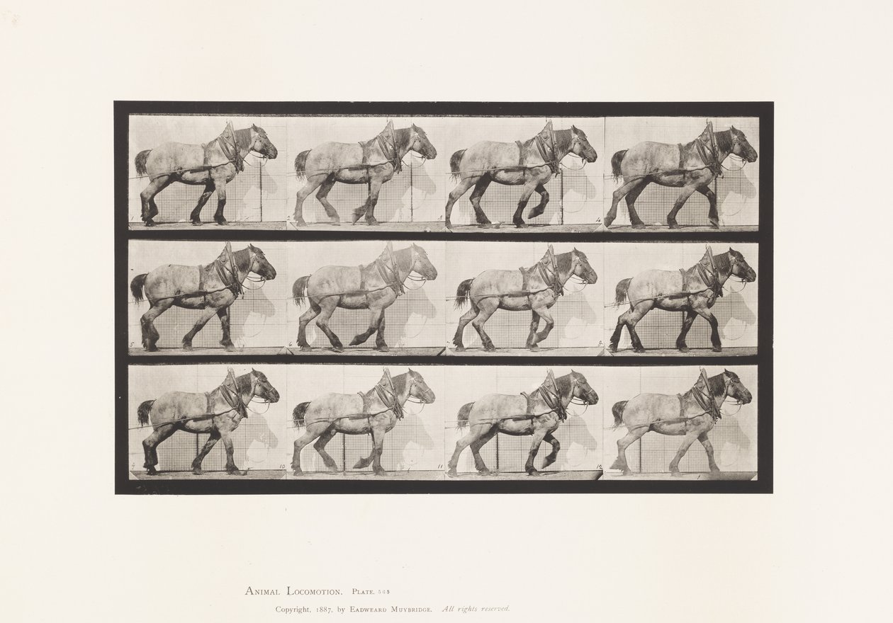 565. tábla.Húzás;Sötétszürke belga lódüssel alkotó: Eadweard Muybridge