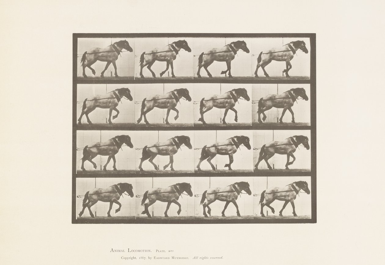 569. tábla. Vontatás; Sötétszürke belga lóhansell, 1885 alkotó: Eadweard Muybridge