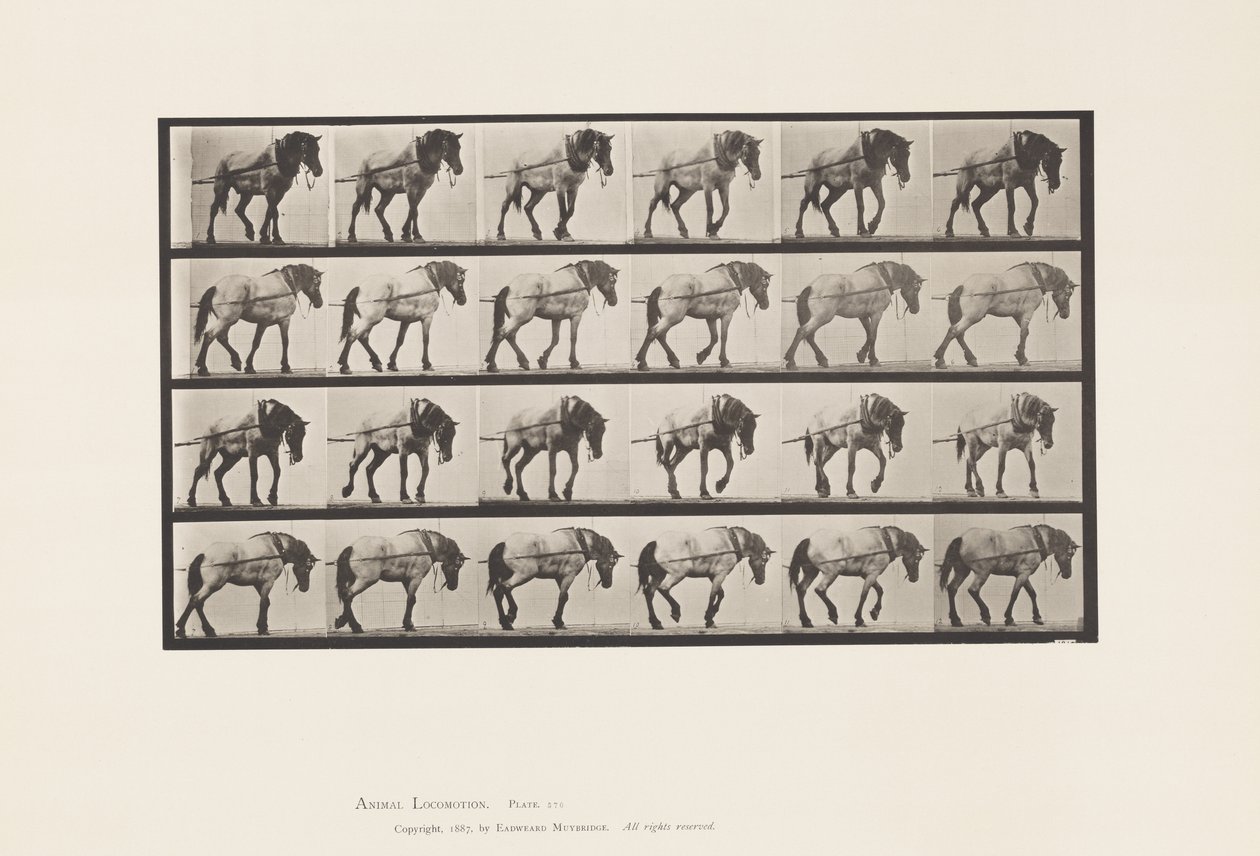 570. tábla. Vontatás; Sötétszürke belga lóhansell, 1885 alkotó: Eadweard Muybridge
