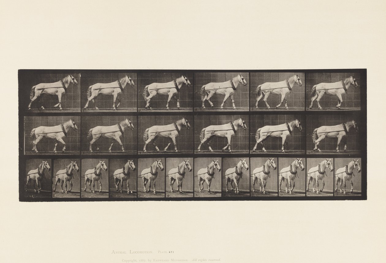 571. tábla. Vontatás; Világosszürke Mare Johnson, 1885 alkotó: Eadweard Muybridge