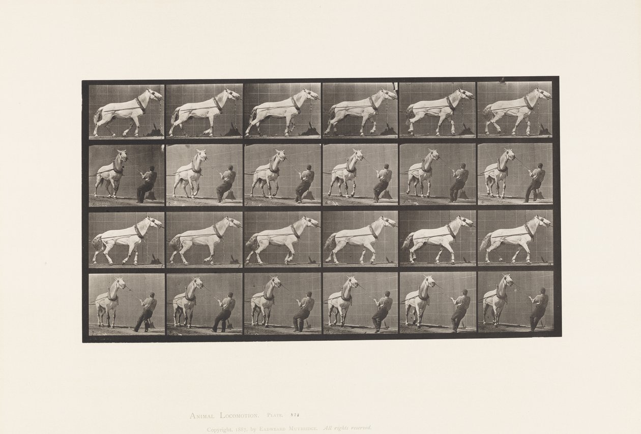 573. tábla. Vontatás; ember húzza a fejét; Világosszürke kanca, 1885 alkotó: Eadweard Muybridge