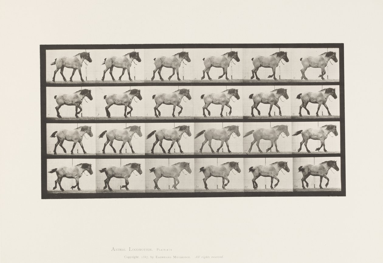 574. tábla.Séta; Ingyenes; Sötétszürke belga lóhansell, 1885 alkotó: Eadweard Muybridge