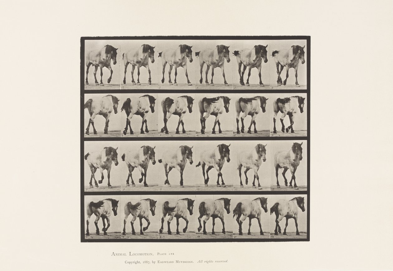 575. tábla.Séta; Ingyenes; Sötétszürke belga lóhansell, 1885 alkotó: Eadweard Muybridge