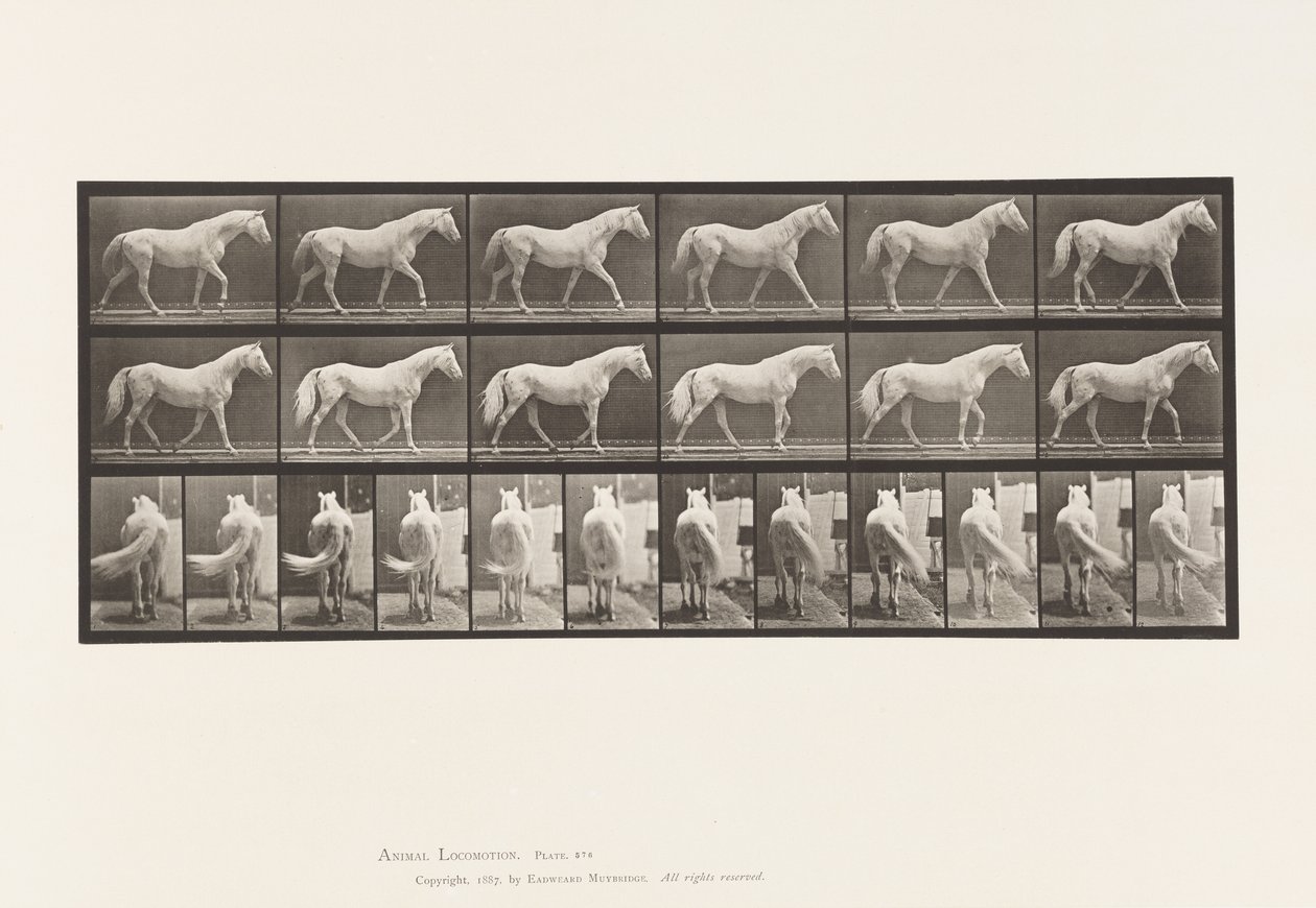 576. tábla Séta; Ingyenes; Világosszürke lósas alkotó: Eadweard Muybridge