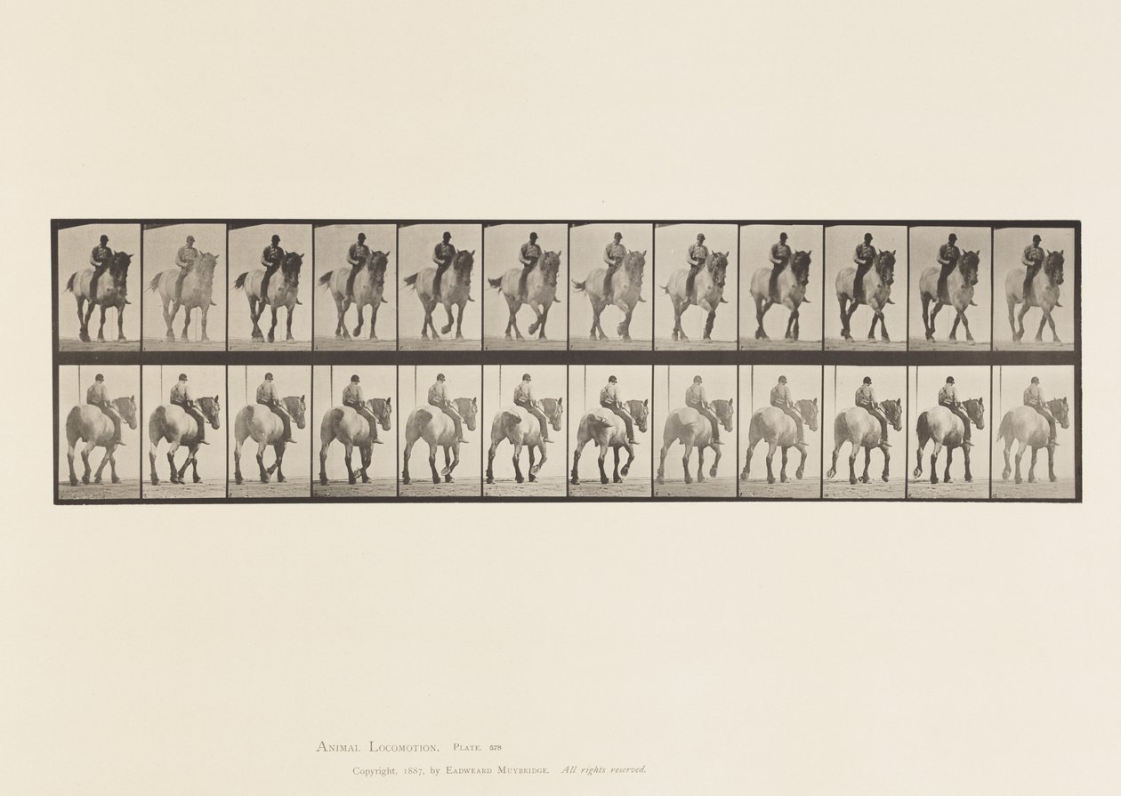 578. tábla.Séta; Csupasz Hát; Sötétszürke belga lódüssel alkotó: Eadweard Muybridge