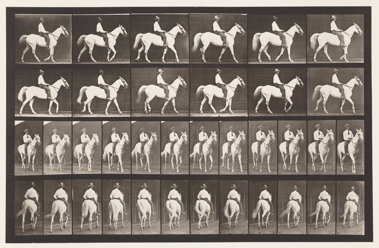 579. tábla.Séta; Nyereg; Fehér Ló Elberon, 1885 alkotó: Eadweard Muybridge