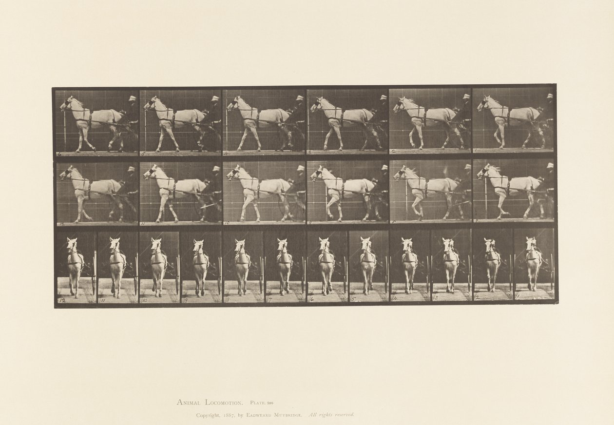 586. tábla.Séta; Duzzogó; Világos szürke kanca, Katydid, 1885 alkotó: Eadweard Muybridge
