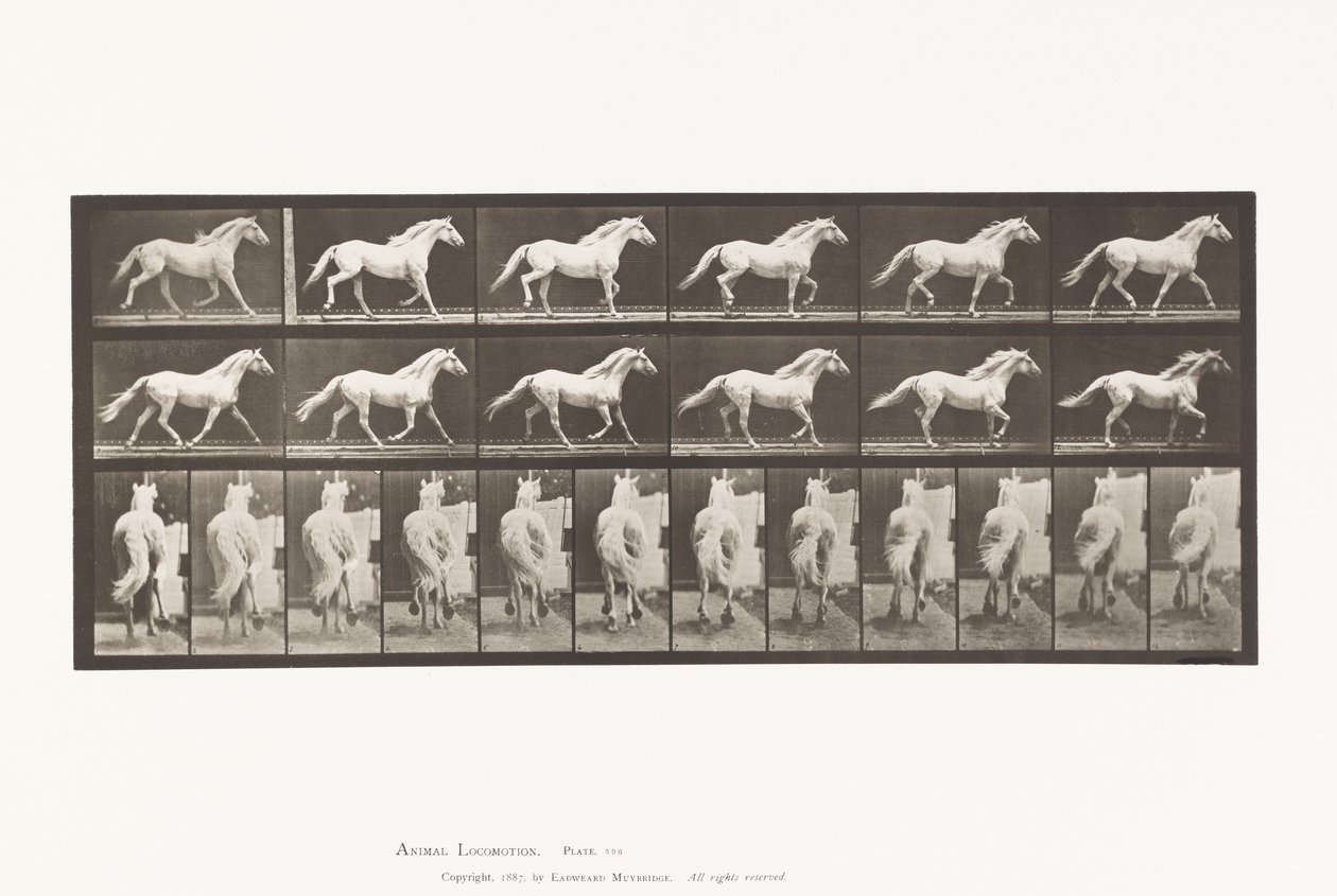 Tányér 596. Ügető; Ingyenes; Világosszürke lósas alkotó: Eadweard Muybridge