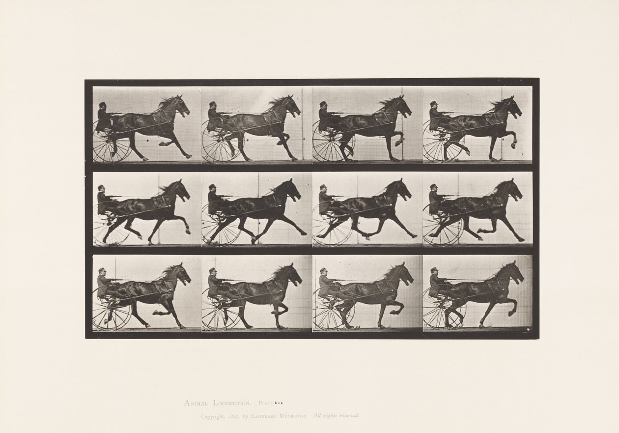 tábla 606. Ügető; Duzzogó; Bay Horse, Reuben alkotó: Eadweard Muybridge