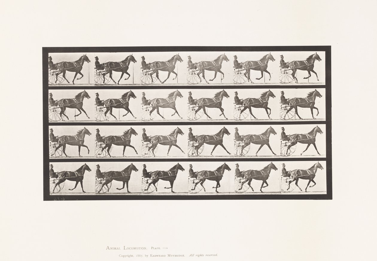 tábla 614. Ügető; Betörés Vágtába; Sóska Mare Flode Holden alkotó: Eadweard Muybridge