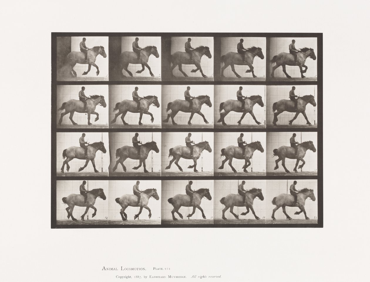 615. tábla. Canter: Csupasz; Sötétszürke belga lóhansell alkotó: Eadweard Muybridge