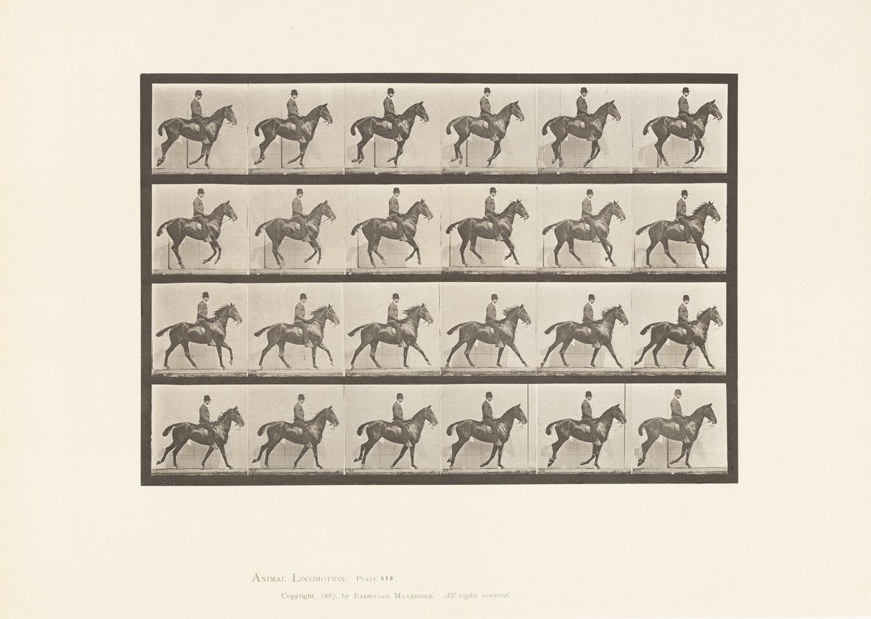 tábla 616. Canter; Nyereg; Bay Horse Daisy alkotó: Eadweard Muybridge