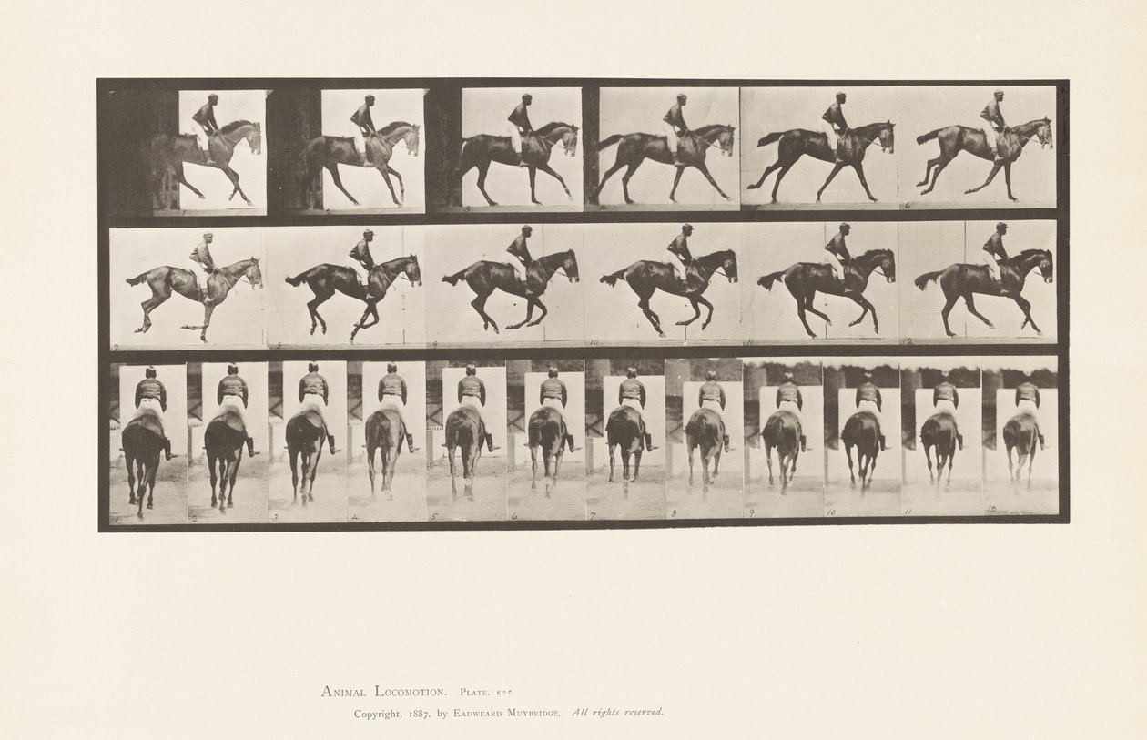 tábla 620. Canter; Nyereg; Telivér Bay Mare Annie 6. alkotó: Eadweard Muybridge