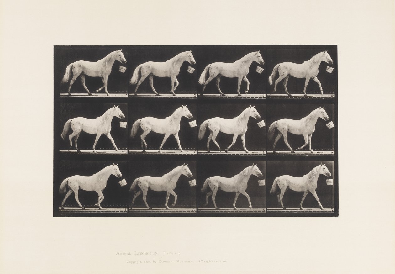 650. tábla Vödörrel a szájban séta; Világos szürke ló alkotó: Eadweard Muybridge