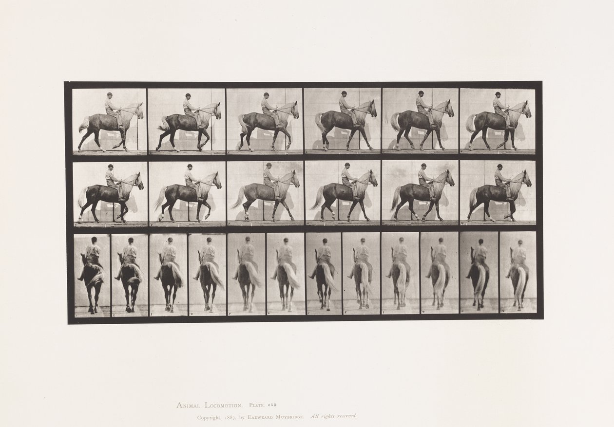 tábla 653. Séta; Nyereg; Sánta, jobb első láb; Lóbőr alkotó: Eadweard Muybridge