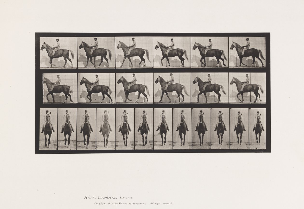 tábla 654. Séta; Nyereg; Sánta, jobb első láb; Lóbőr alkotó: Eadweard Muybridge