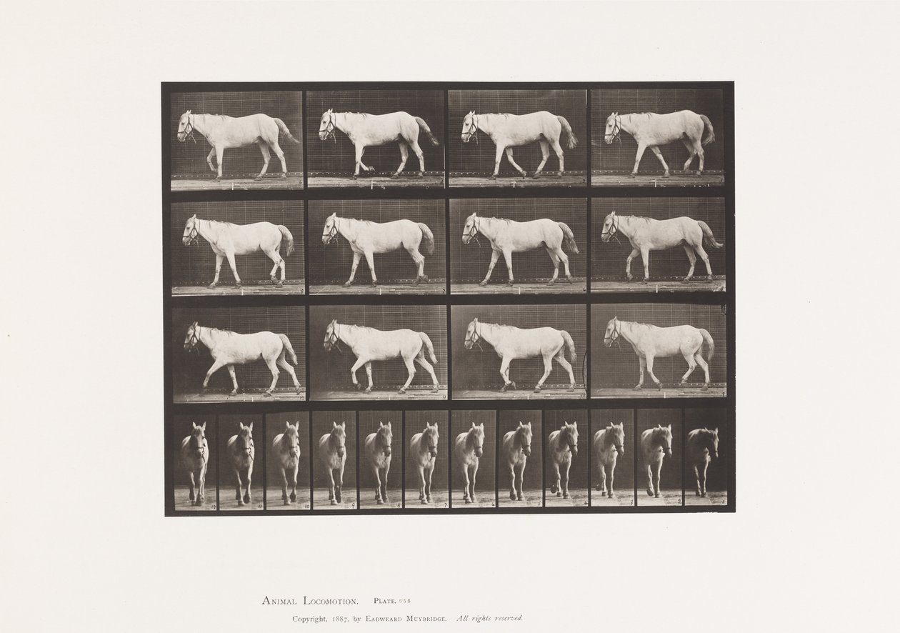 tábla 656. Séta; Ingyenes; A porc csontosodása alkotó: Eadweard Muybridge