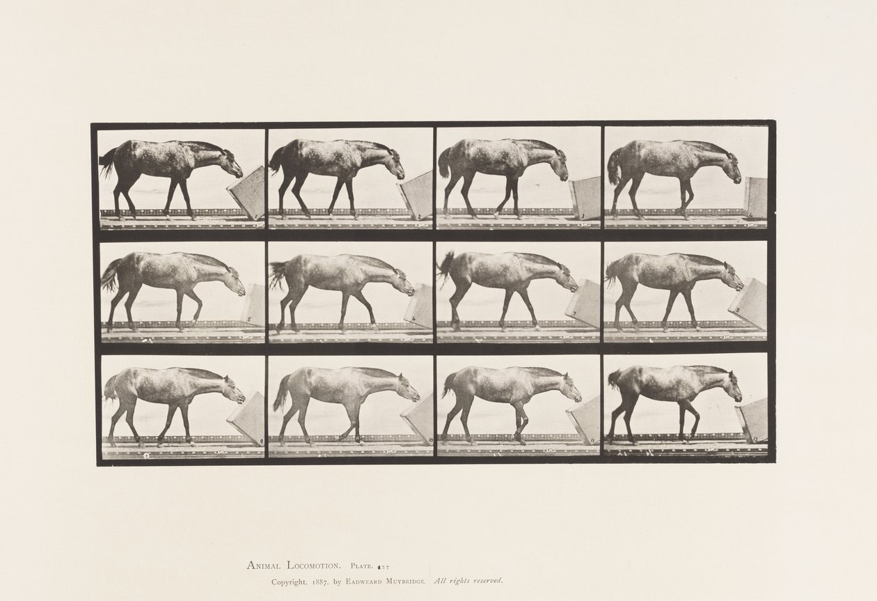tábla 657. Doboz gurítása; Póni, Lotta alkotó: Eadweard Muybridge