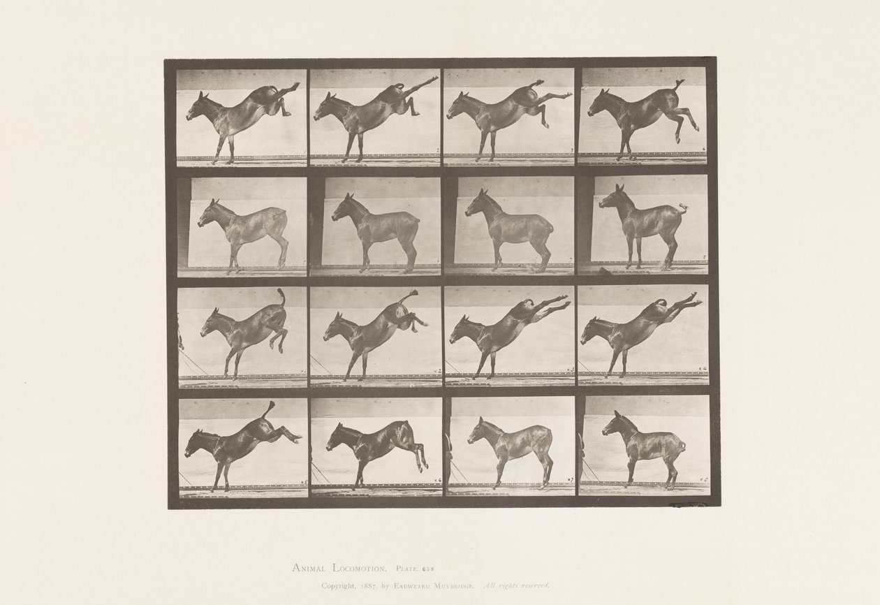 tábla 658. Öszvér; A, rúgás; B, Ruth rúgása alkotó: Eadweard Muybridge