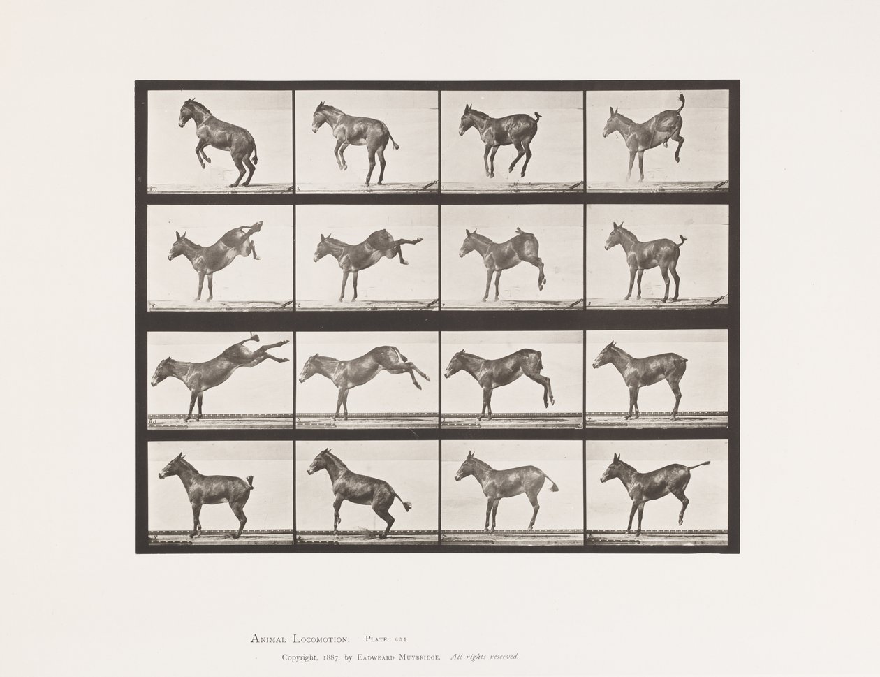 tábla 659. Öszvér; A, B, ütés és rúgás; Ruth alkotó: Eadweard Muybridge