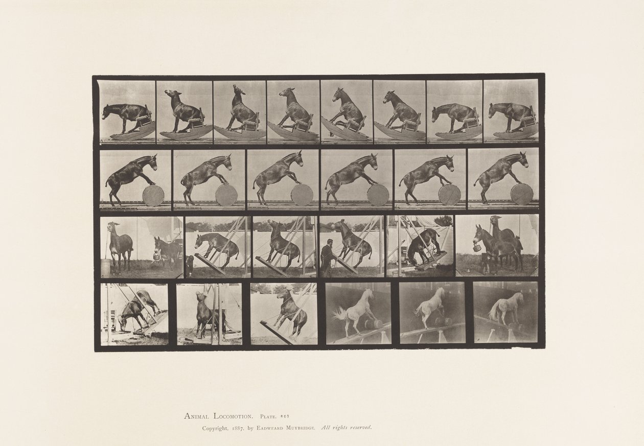 tábla 660. Öszvér; Vegyes előadások Denverben alkotó: Eadweard Muybridge