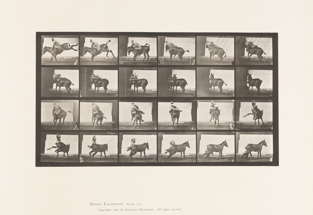 tábla 661. Öszvér; A, B, A Refractory Animal Ruth alkotó: Eadweard Muybridge