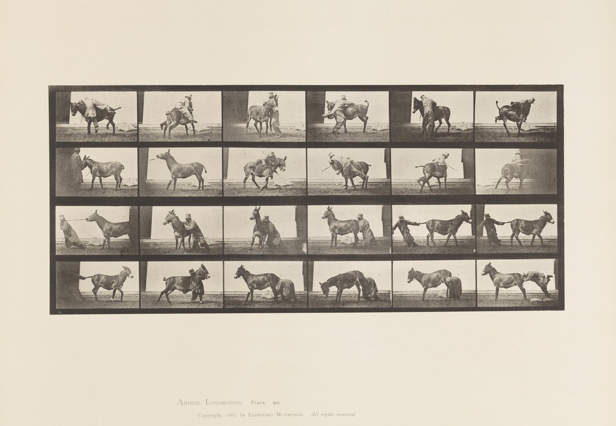 tábla 662. Öszvér; A, B, A Refractory Animal Denver alkotó: Eadweard Muybridge