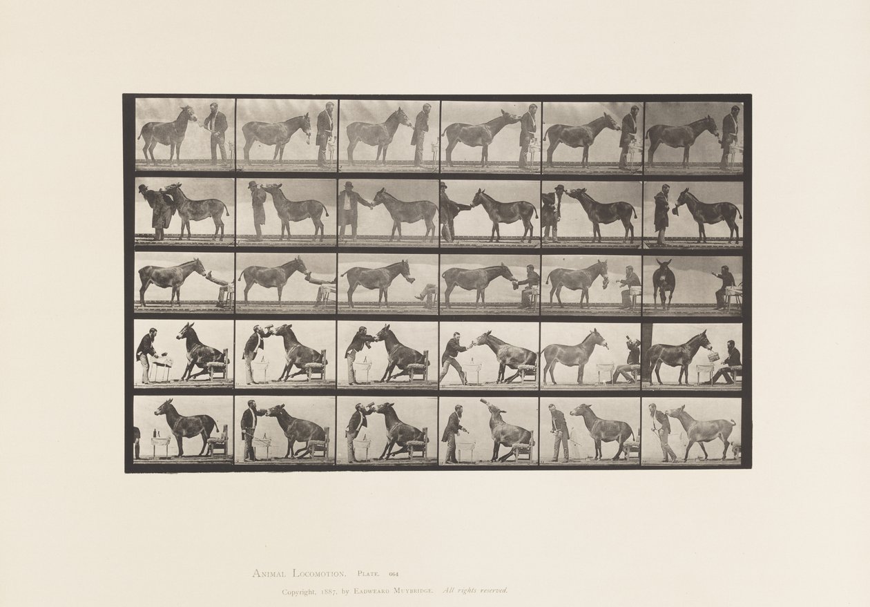tábla 664. Öszvér; Különféle előadások; asztalnál stb. alkotó: Eadweard Muybridge