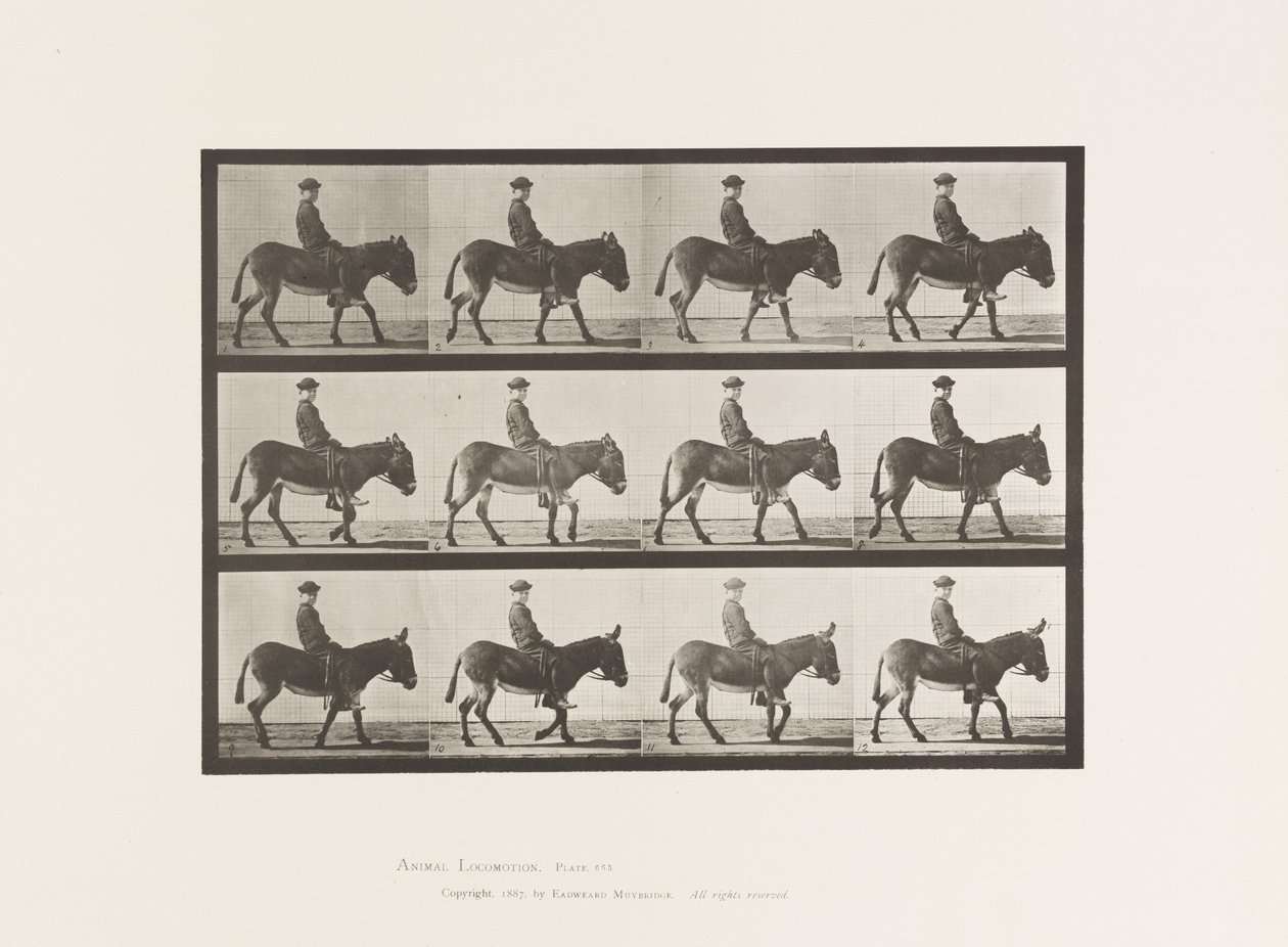 tábla 665. Szamár; Séta; Csupasz hátú; egy Boy Riding, Jennie alkotó: Eadweard Muybridge