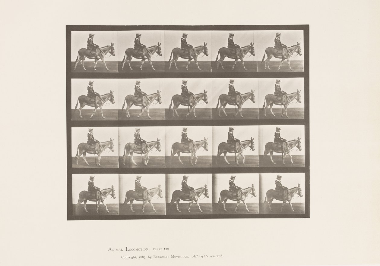 tábla 666. Szamár; Séta; Nyereg; Lovagló lány, Állatkert alkotó: Eadweard Muybridge