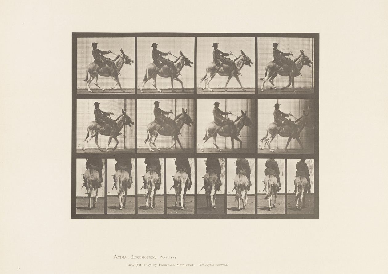 tábla 668. Szamár; Ambling; Nyereg; Egy fiú lovaglás, állatkert alkotó: Eadweard Muybridge