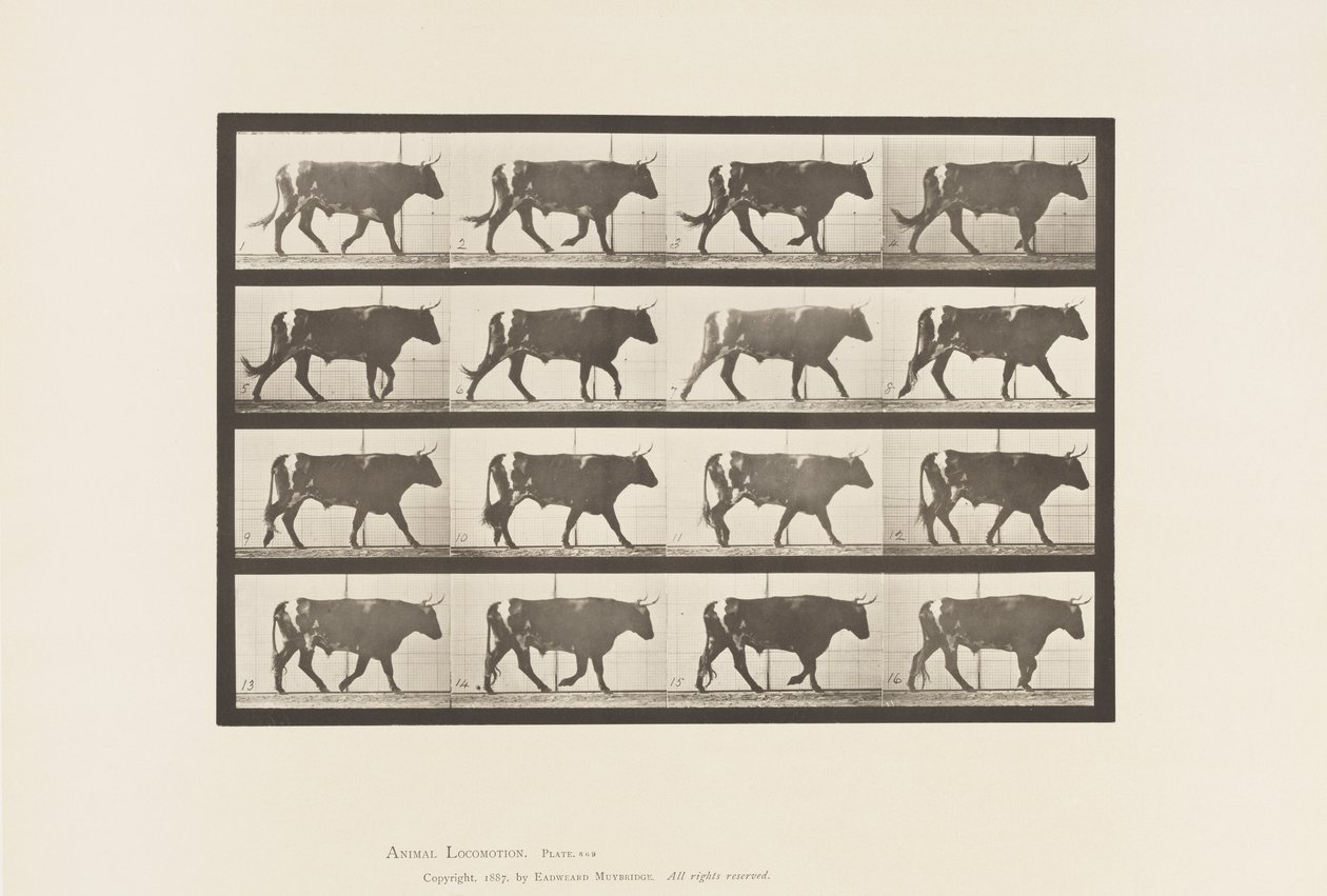 tábla 669. Ökör; Séta alkotó: Eadweard Muybridge