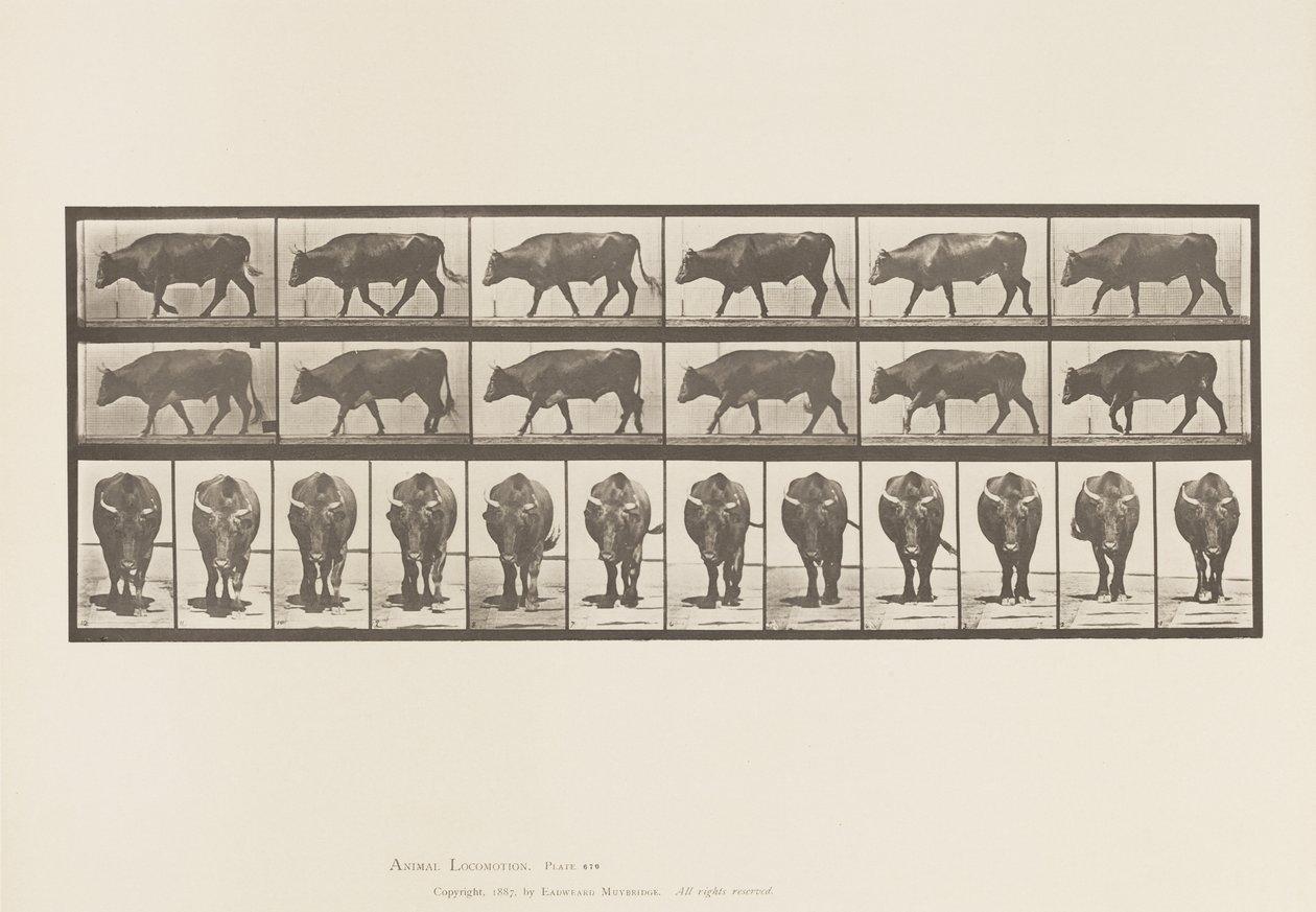 tábla 670. Ökör; Séta alkotó: Eadweard Muybridge