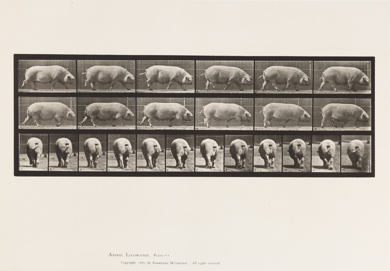 tábla 674. Koca; Séta alkotó: Eadweard Muybridge