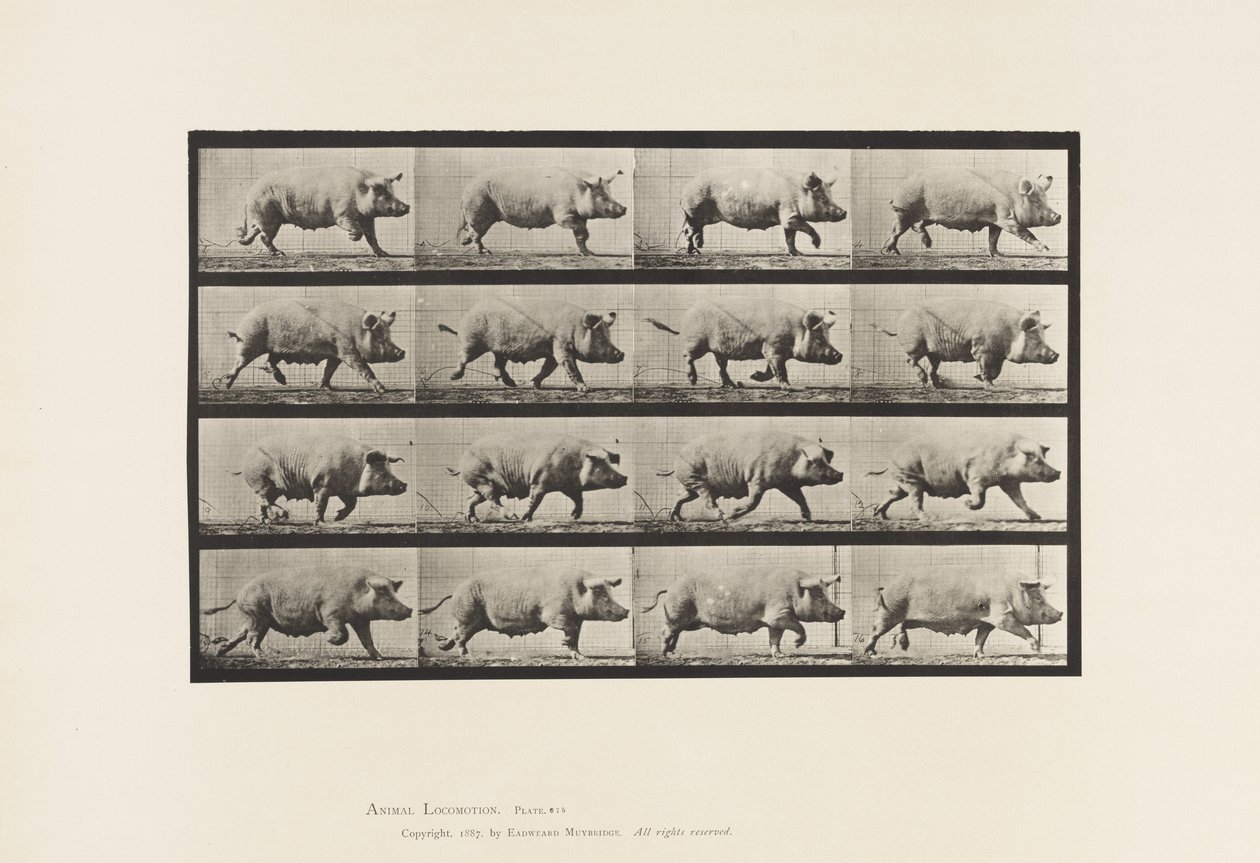 tábla 675. Koca; Ügető alkotó: Eadweard Muybridge