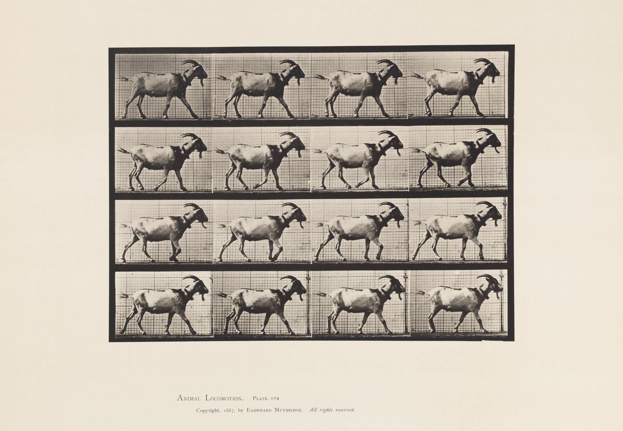 tábla 676. Kecske; Séta alkotó: Eadweard Muybridge