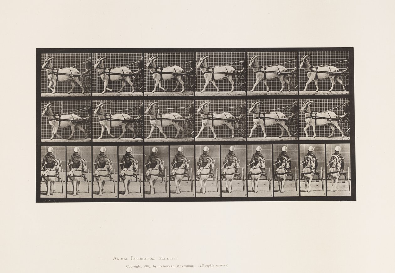 tábla 677. Kecske; Séta Sulkyban alkotó: Eadweard Muybridge