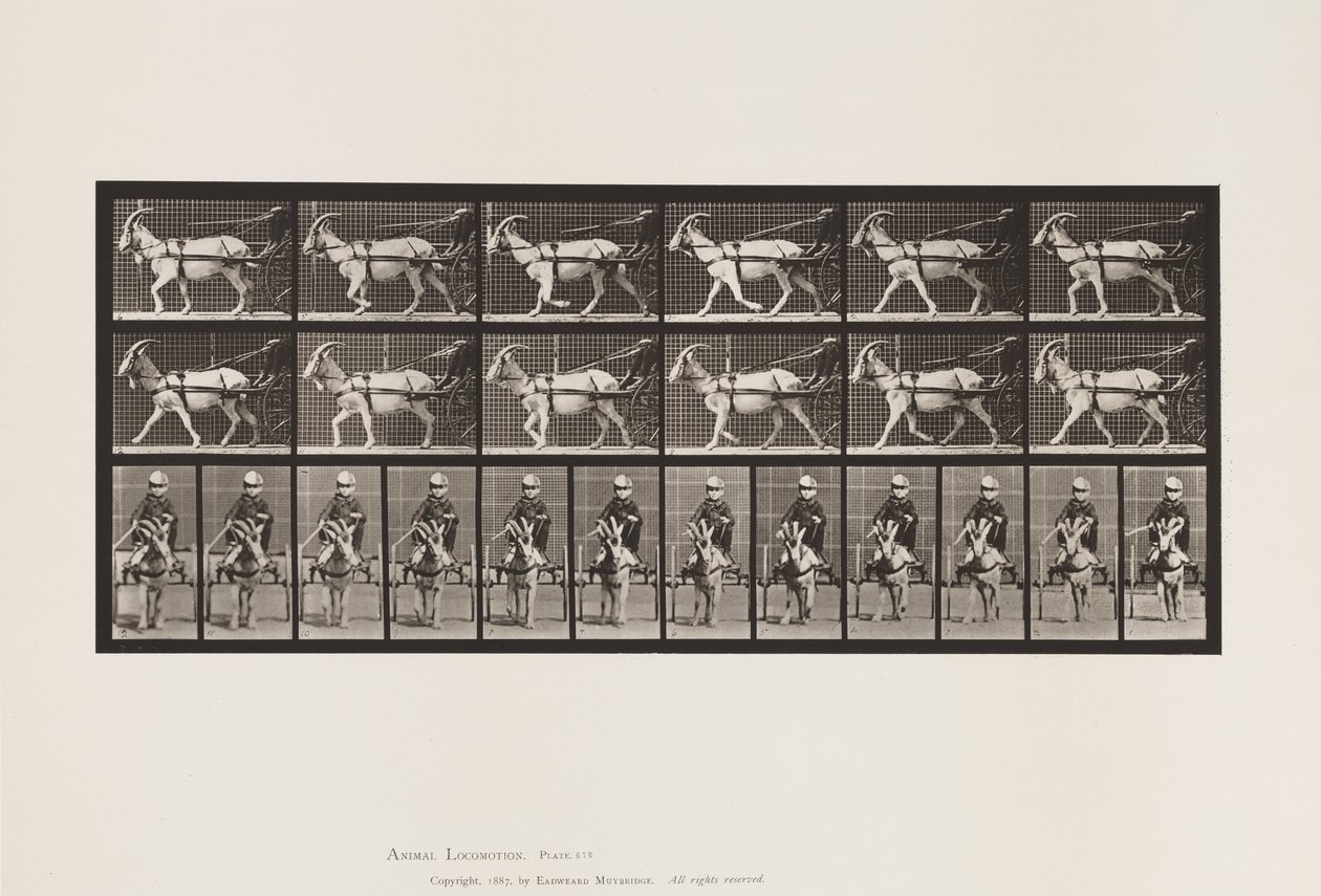 tábla 678. Kecske; Ügető, Sulkyban alkotó: Eadweard Muybridge