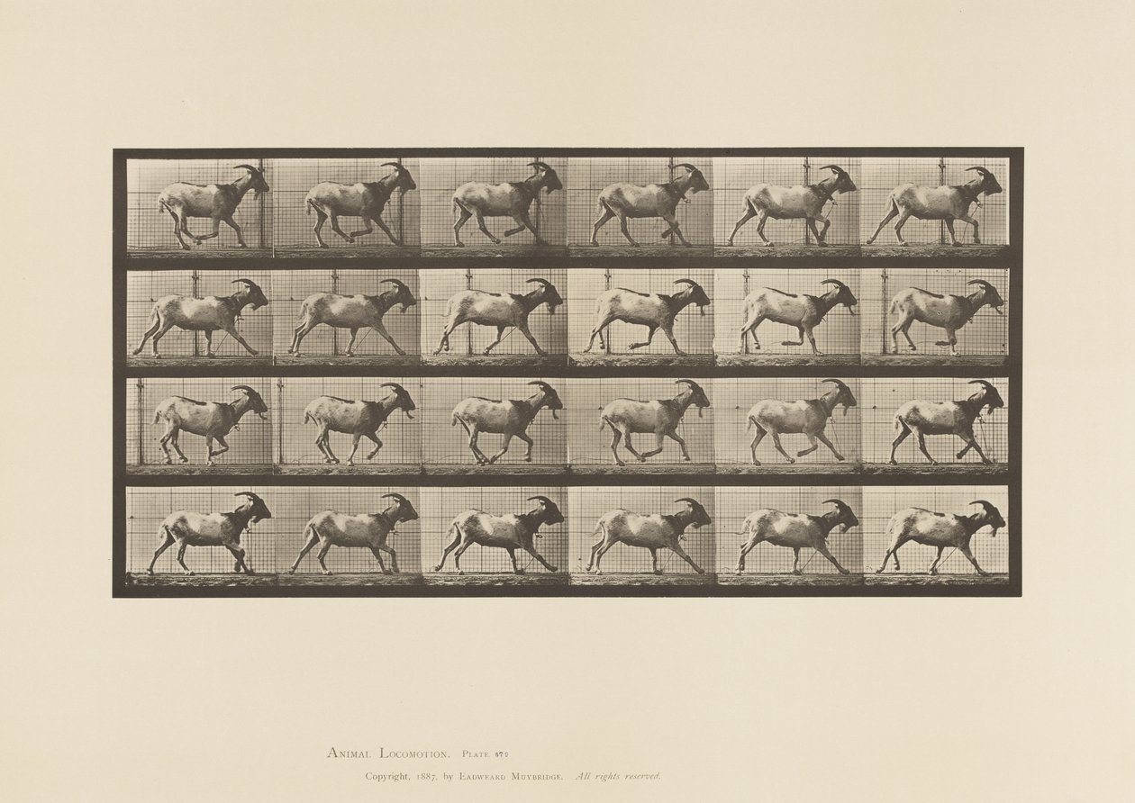 tábla 679. Kecske; Galoppozó alkotó: Eadweard Muybridge